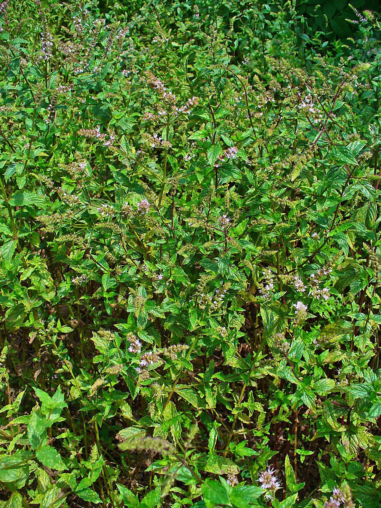 spear mint,common mint,garden mint,green pea mint,lamb mint,mackerel mint,marys herb,sage beth lehem